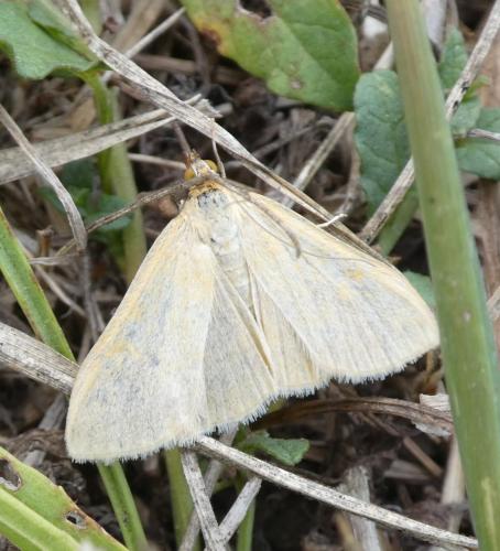 Réf. 309 042 : Pyraustinae inconnu
